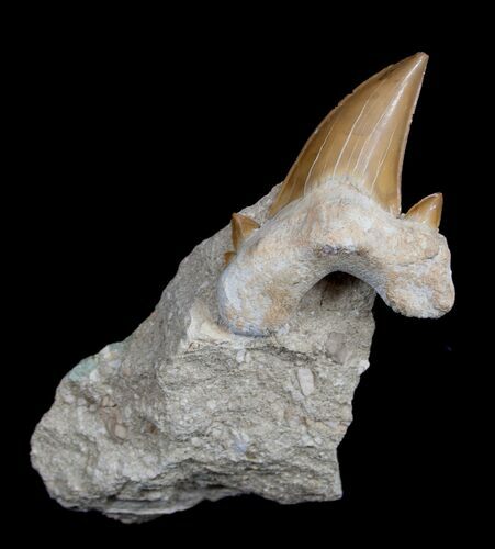 Large Fossil Otodus Shark Tooth In Matrix #1712